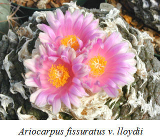 arocarppus fissuratus v lloydii